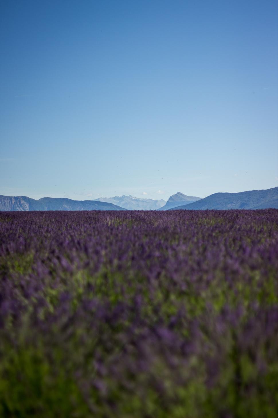Free Image of Field of Purple Flowers With Mountains in the Background 