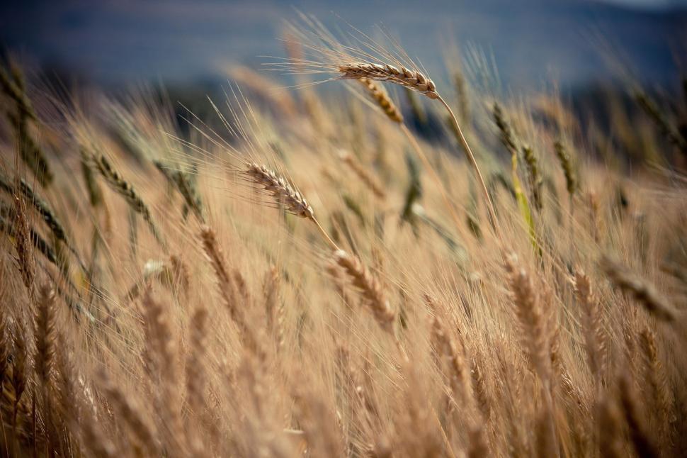 Free Image of Field of Tall Grass and Sky 