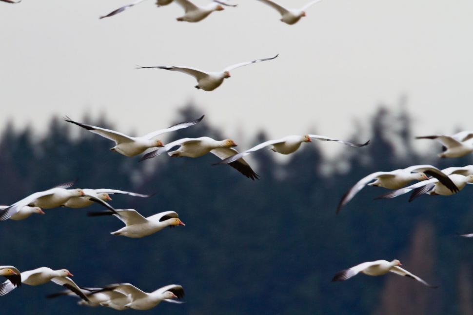Free Image of Flock of Birds Flying Over Forest 