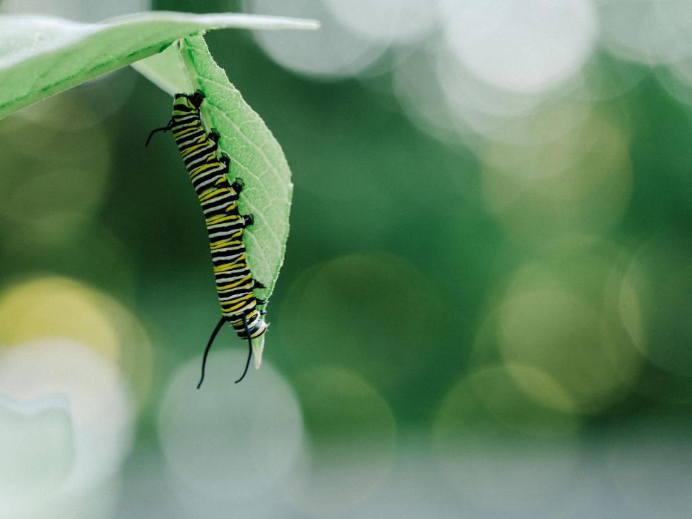 Free Image of Caterpillar Crawling on a Green Leaf 