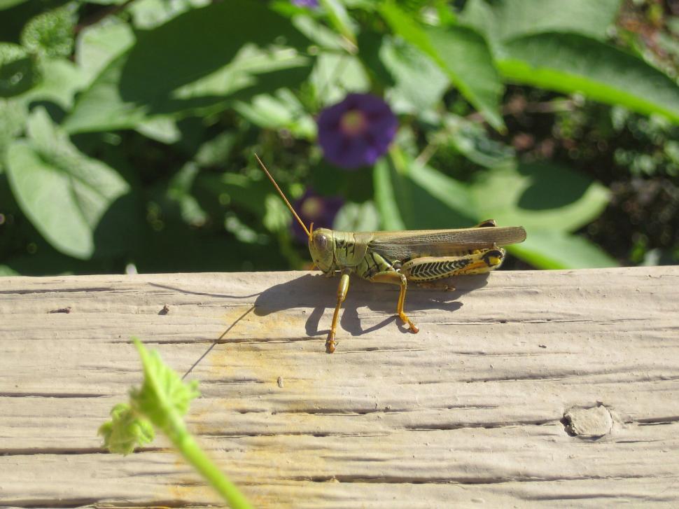 Free Image of Grasshopper and Morning Glory 