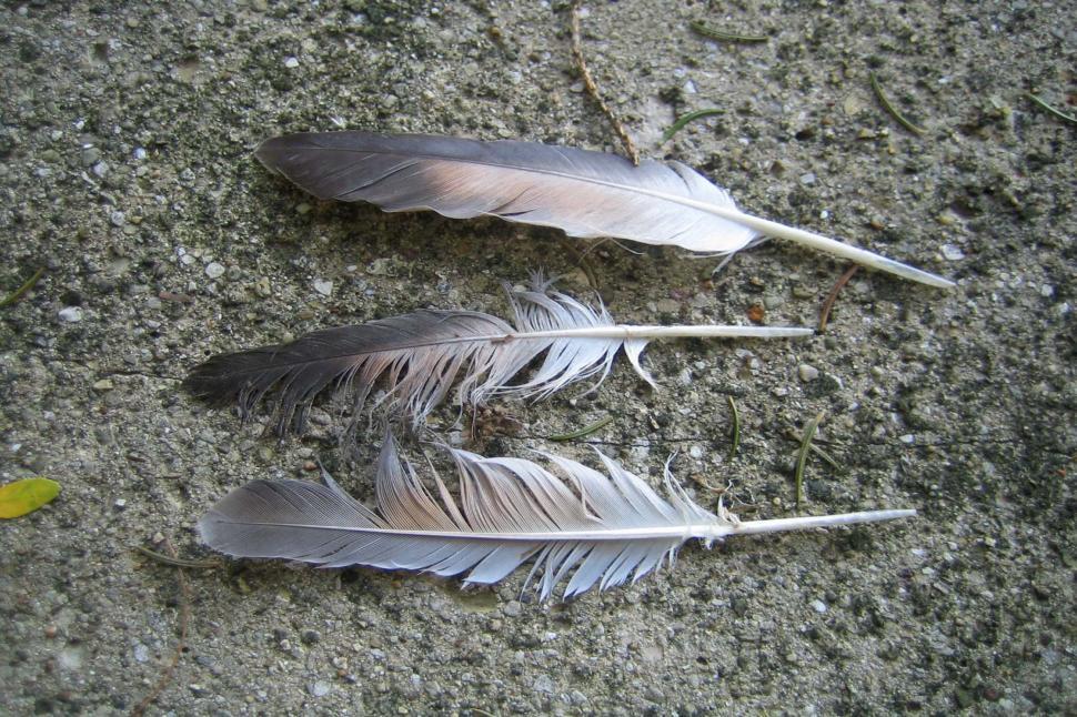 Free Image of Three Feathers 