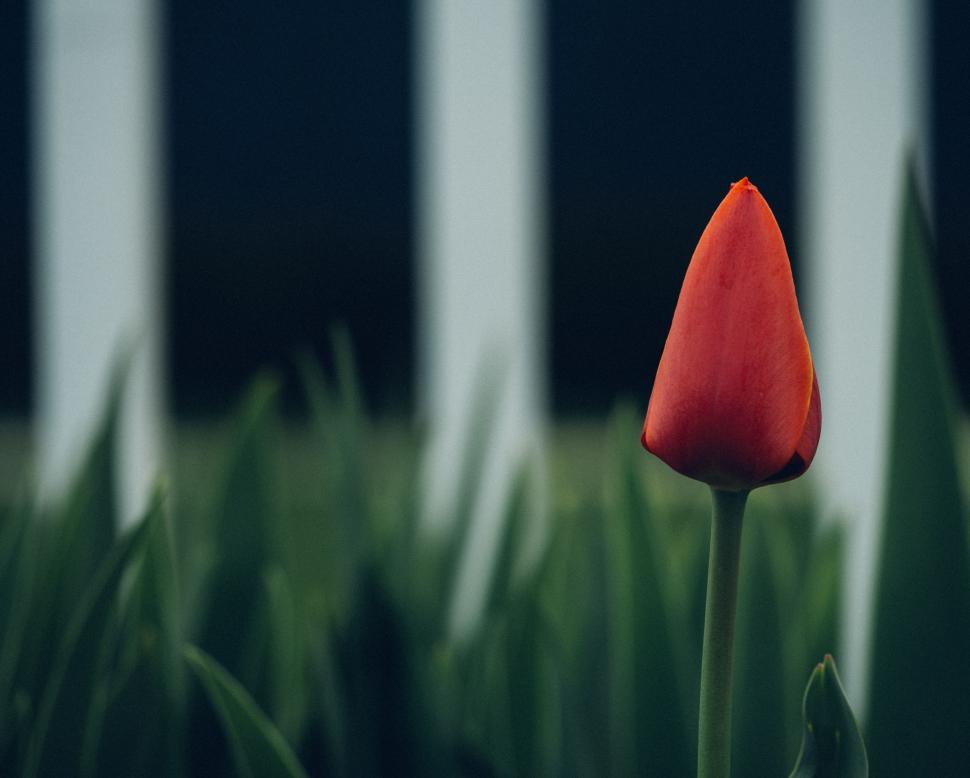 Free Image of Red Tulip in Front of White Fence 