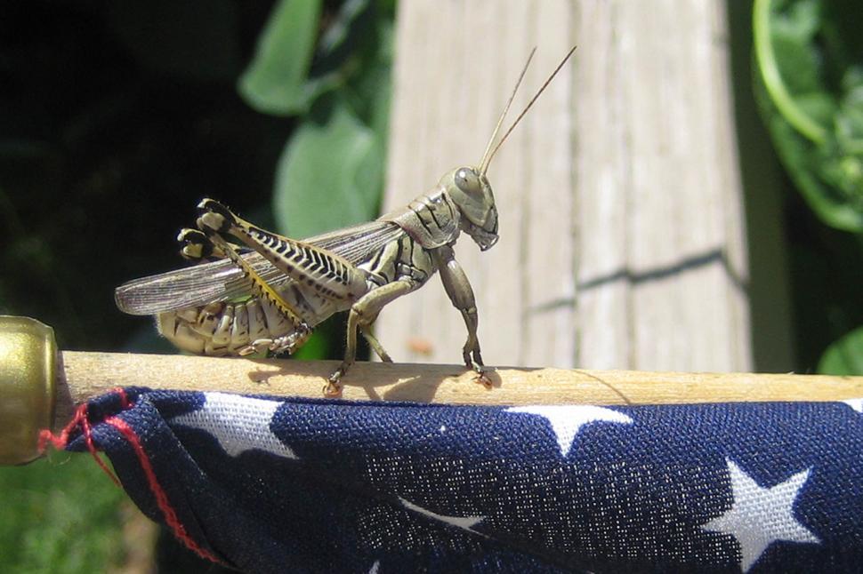Free Image of American Grasshopper 