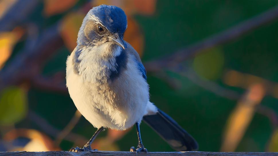 Free Image of Small Blue and White Bird on Branch 