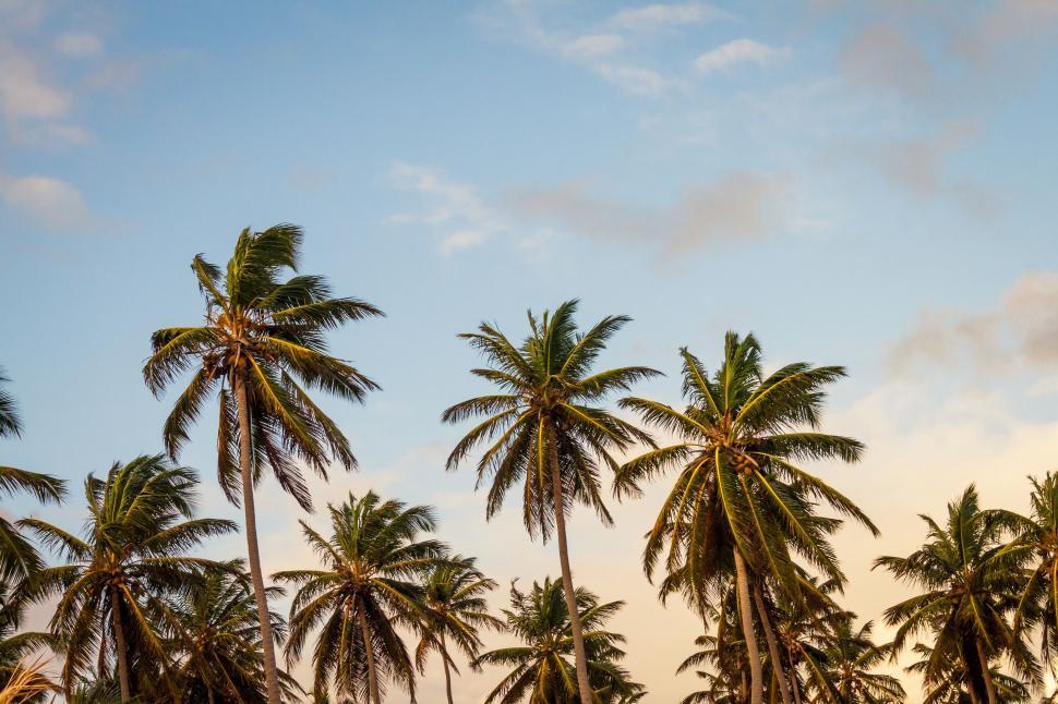 Free Image of Group of Palm Trees on a Beach 