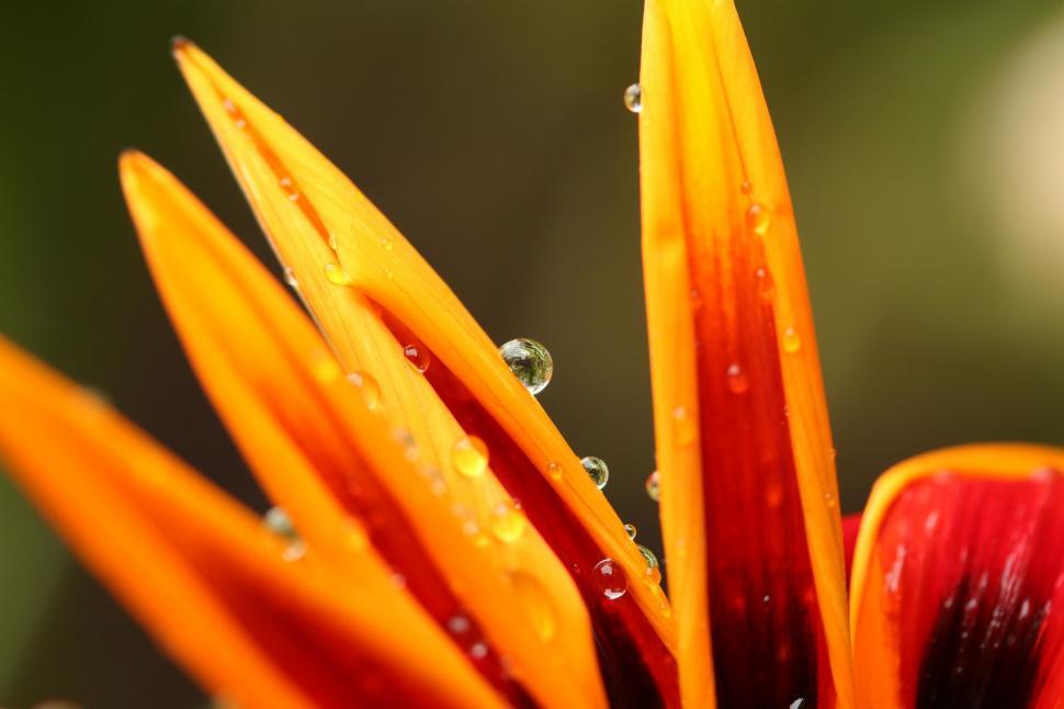 Free Image of Water Droplets on Close-Up Flower Petal 