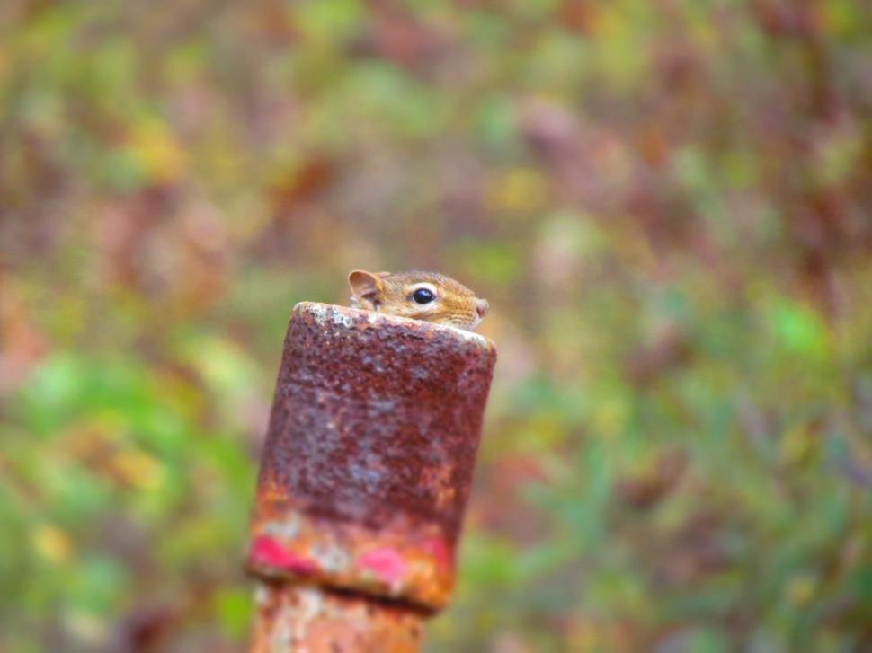 Free Image of Small Rodent Perched on Rusted Pole 