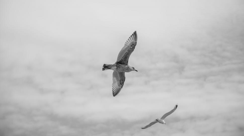 Free Image of Two Birds Flying in the Sky 