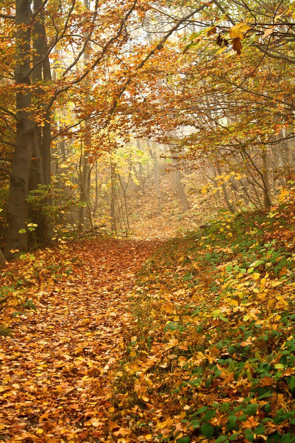 Free Image of A Path in the Woods Covered With Fallen Leaves 