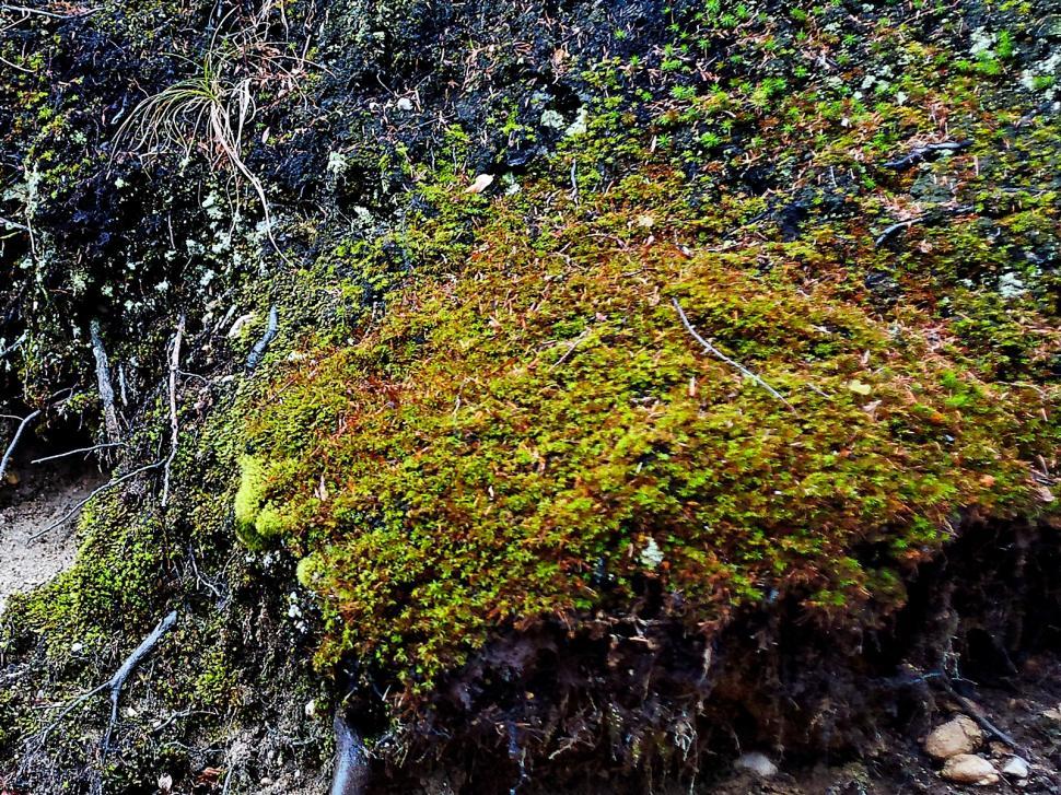 Free Image of The moss 