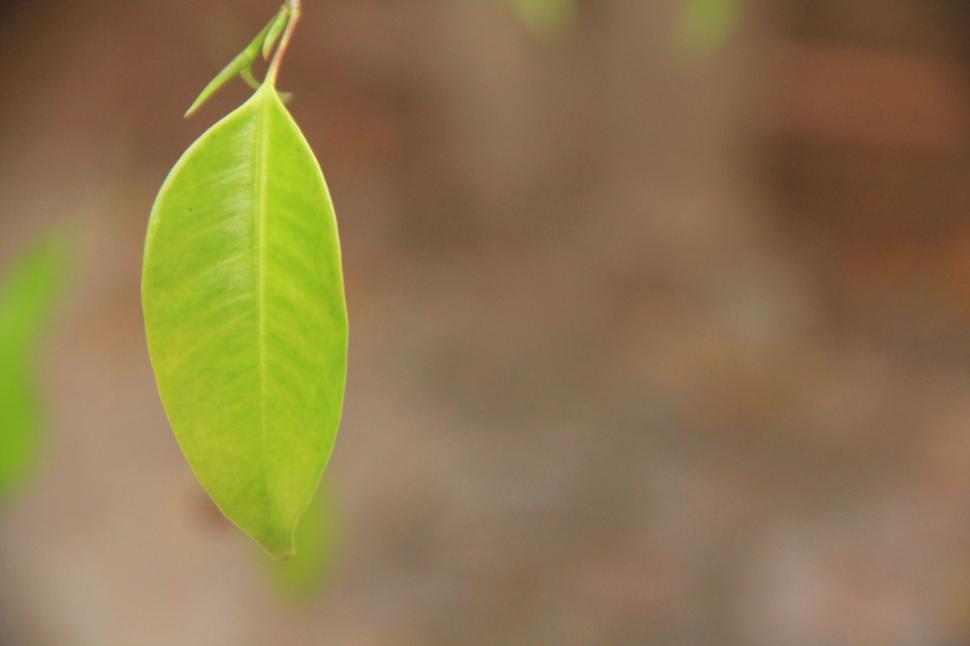 Free Image of Close Up of a Green Leaf on a Branch 