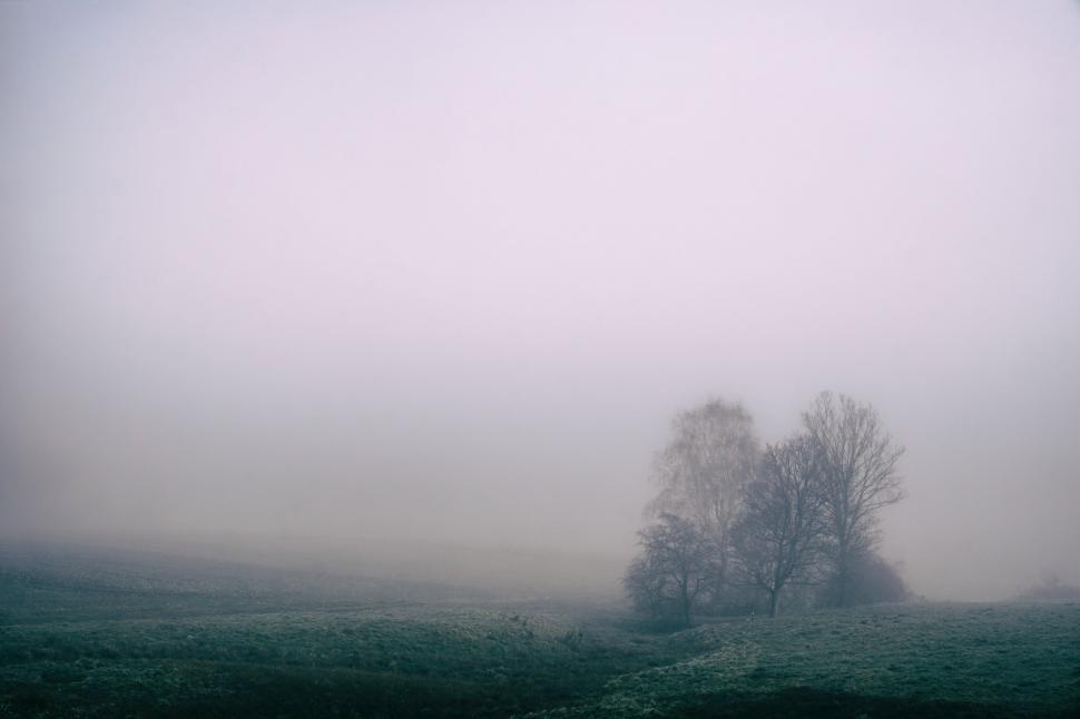 Free Image of Foggy Field With Trees in Foreground 