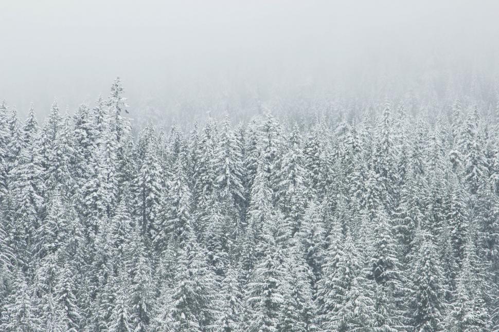 Free Image of Snow Covered Forest With Lots of Trees 