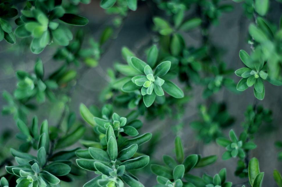 Free Image of Close Up of Lush Green Plants 