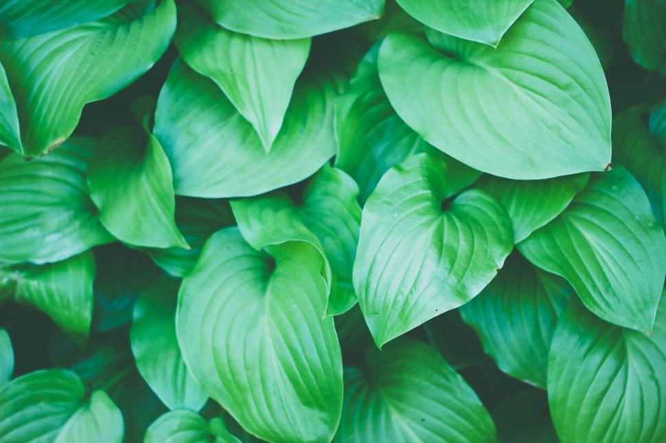 Free Image of A Cluster of Green Leaves in Close Proximity 