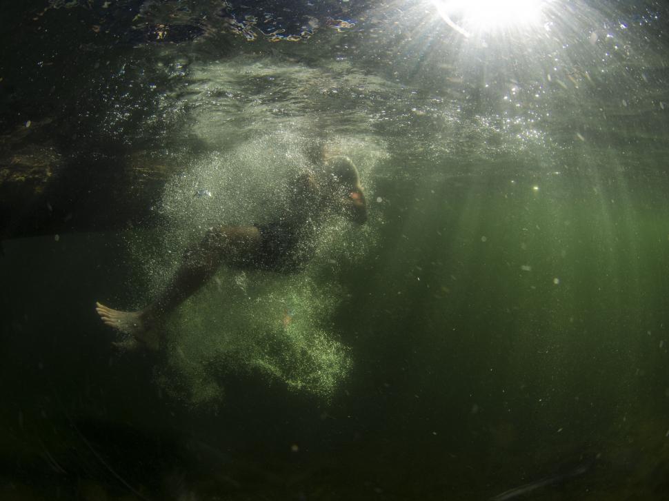 Free Image of Bear Swimming Underwater 