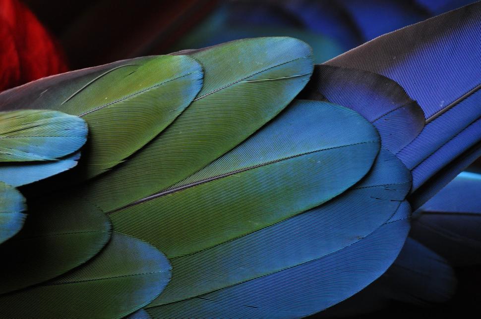 Free Image of Close Up of Blue and Green Birds Feathers 
