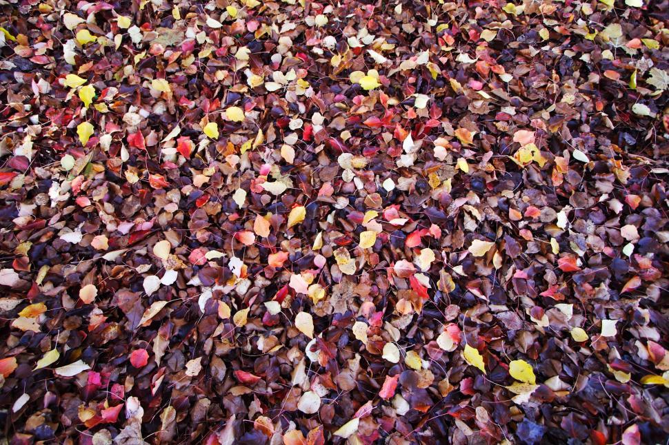 Free Image of Many colors of fallen leaves 