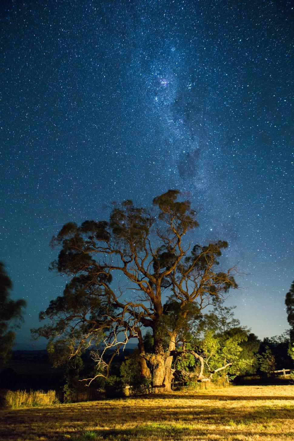 Free Image of Starry Night Sky Over Tree 