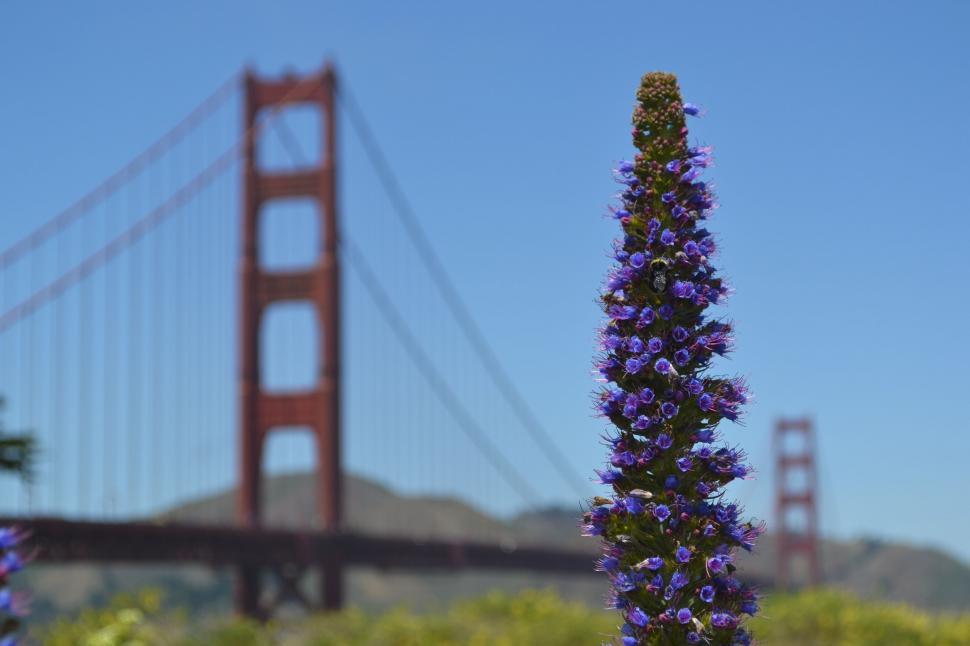 Free Image of Tall Purple Flower by Bridge 