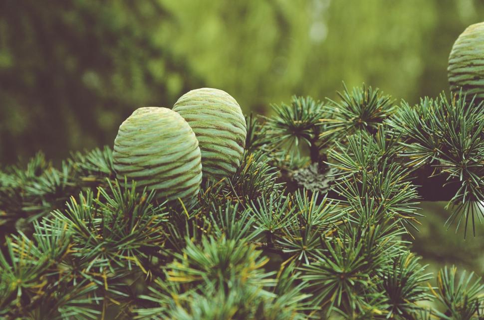 Free Image of Group of Pine Cones on Top of Pine Tree 