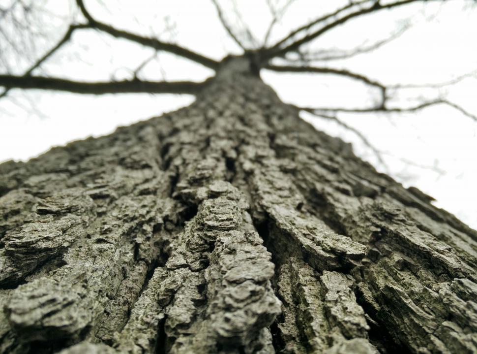 Free Image of Towering Leafless Tree 