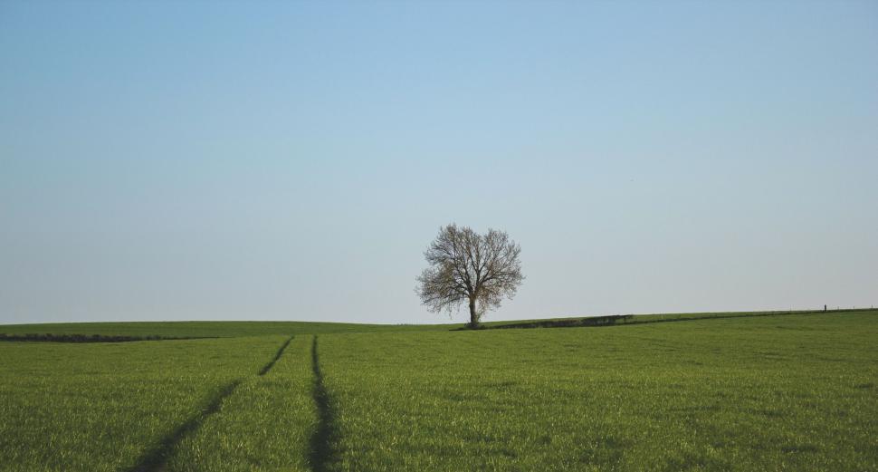 Free Image of Lone Tree in Green Field 