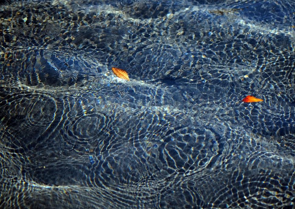 Free Image of Two Orange Leaves Floating on Water 