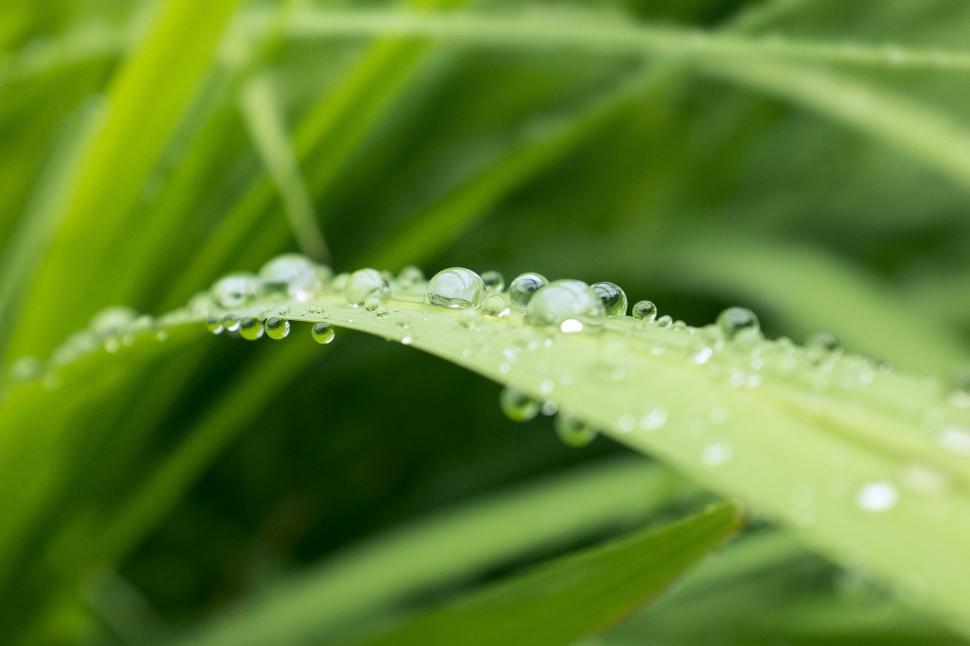 Free Image of Glistening Water Droplets on Vibrant Green Leaves 