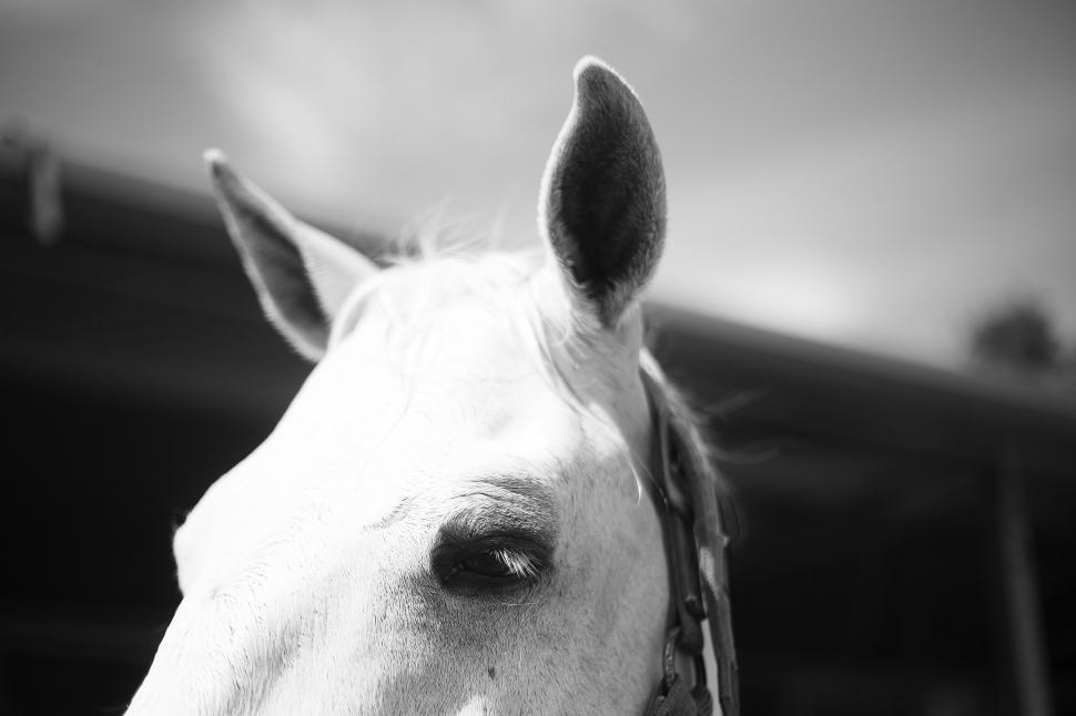 Free Image of Close Up of a White Horse With a Bridle 