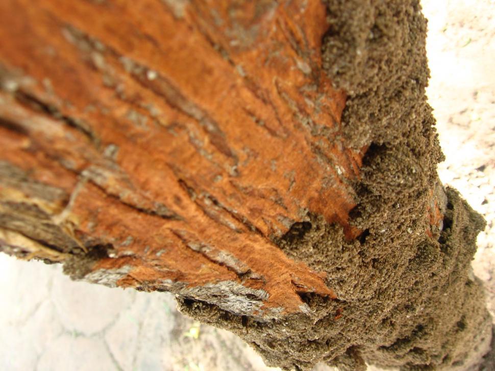 Free Image of Termites 