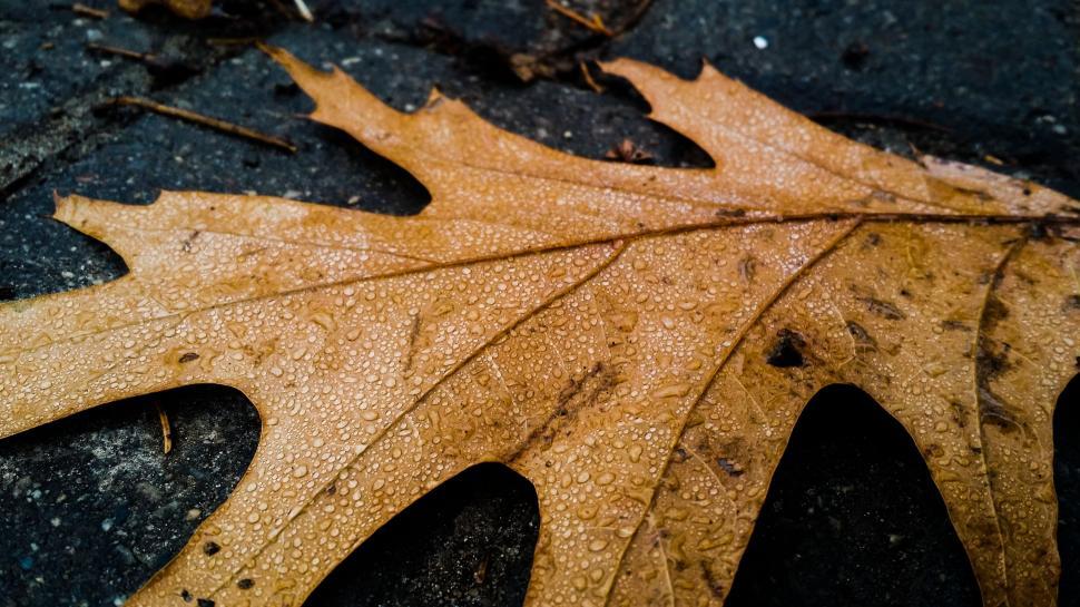 Free Image of Close Up of a Leaf on the Ground 