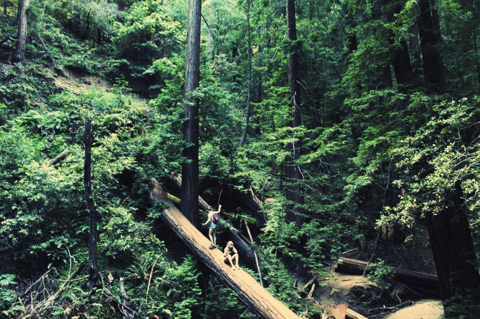 Free Image of Fallen Tree in Middle of Forest 