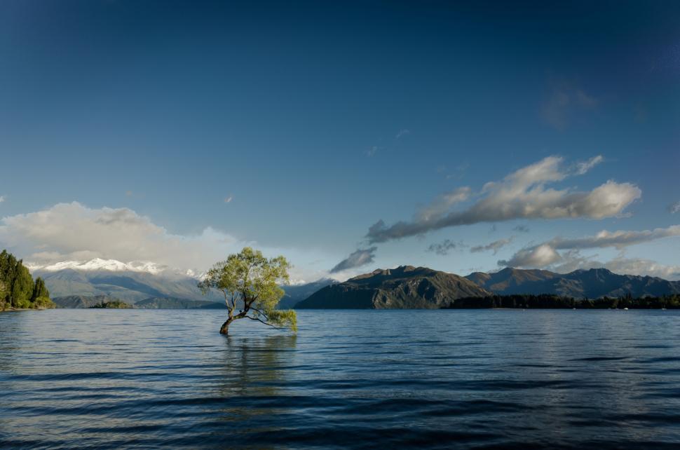 Free Image of Tree Standing in the Middle of Large Body of Water 