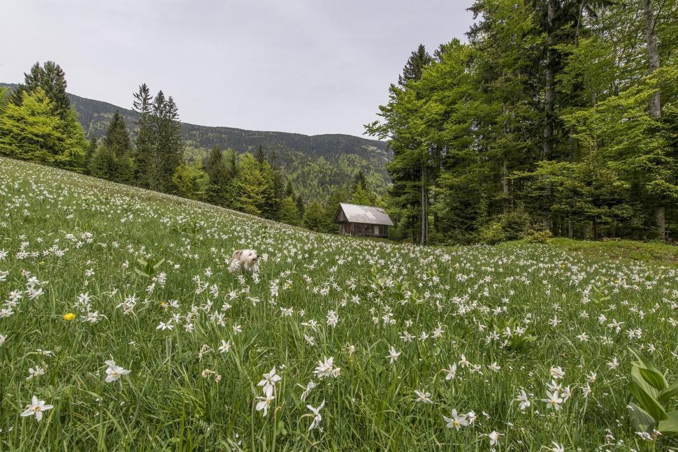 Free Image of Field of White Flowers With House in Background 