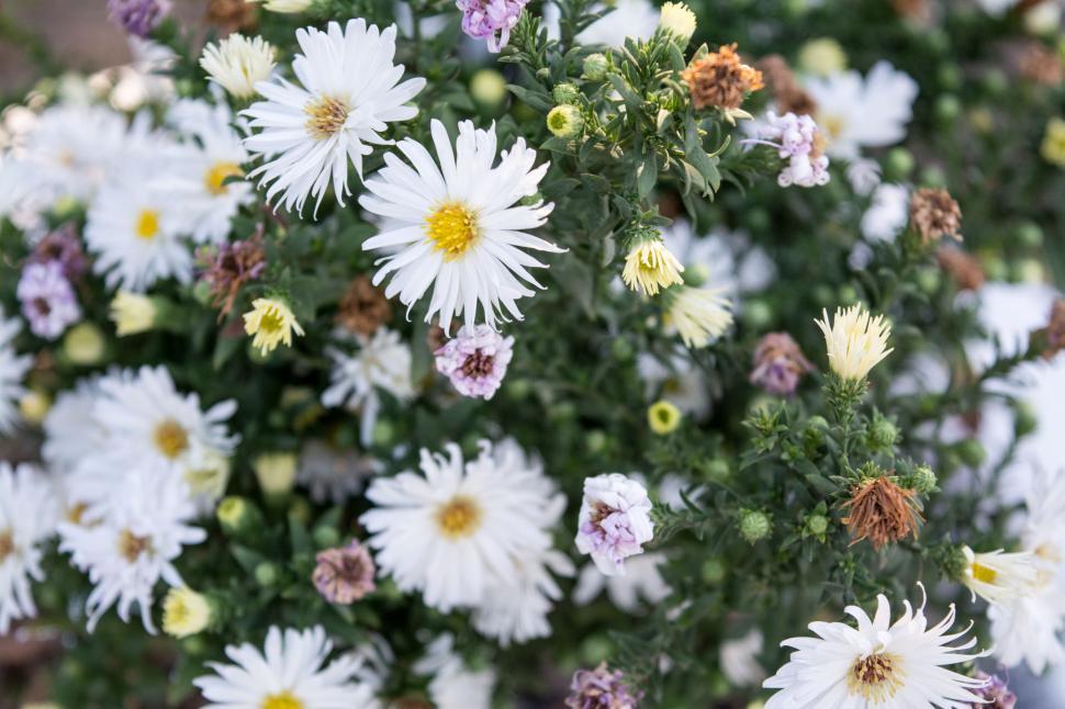 Free Image of Close Up of White and Yellow Flowers 