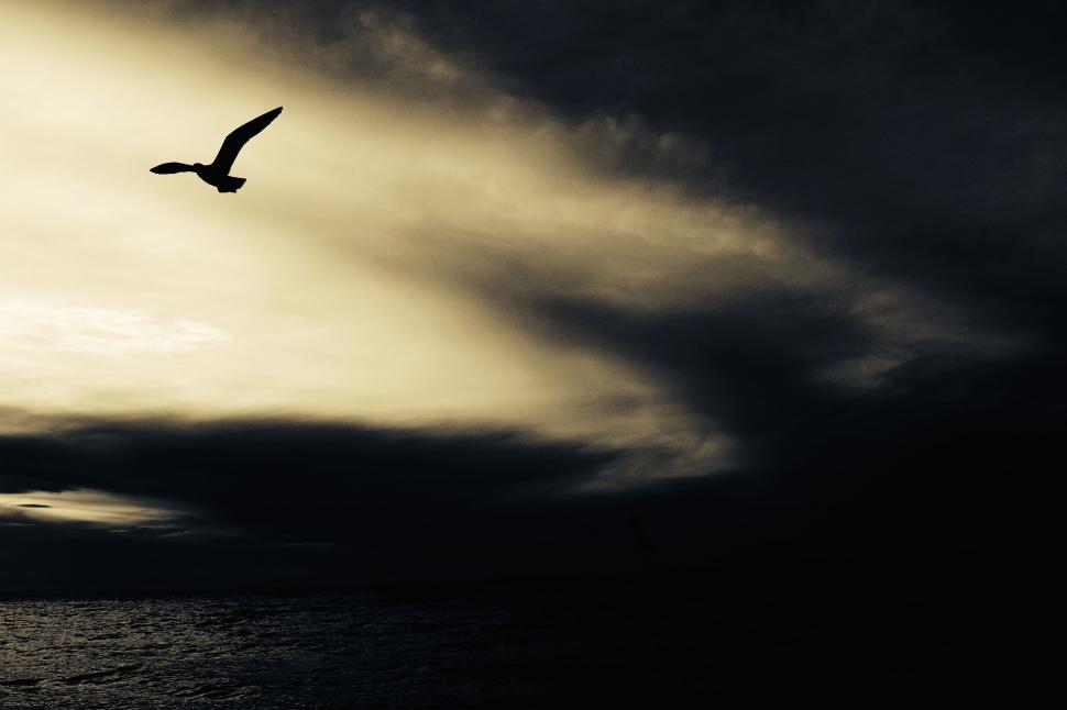 Free Image of Bird Flying Over Body of Water Under Cloudy Sky 