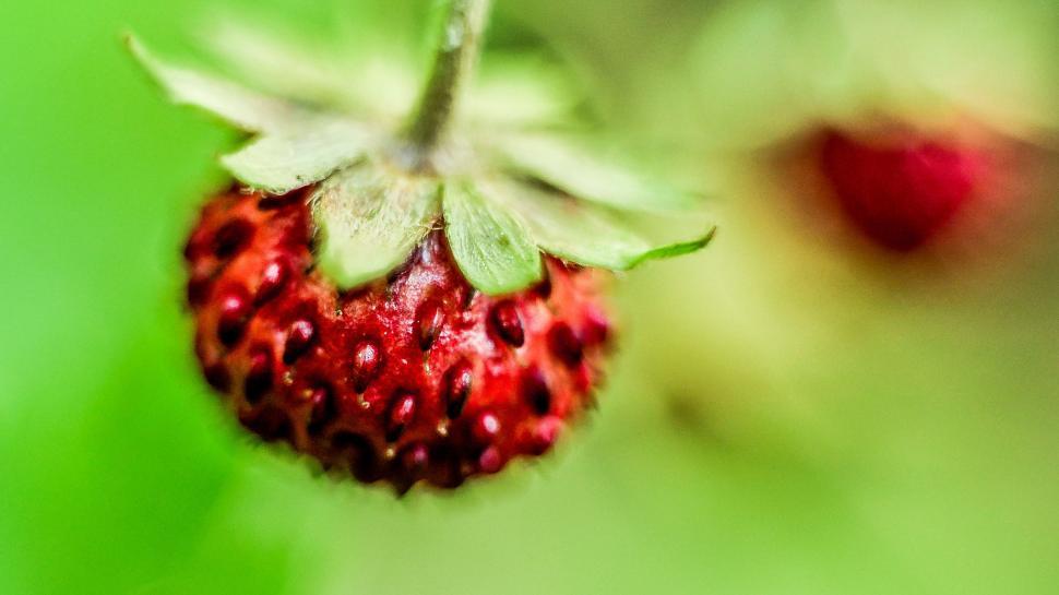 Free Image of Close Up of a Strawberry on Green Background 