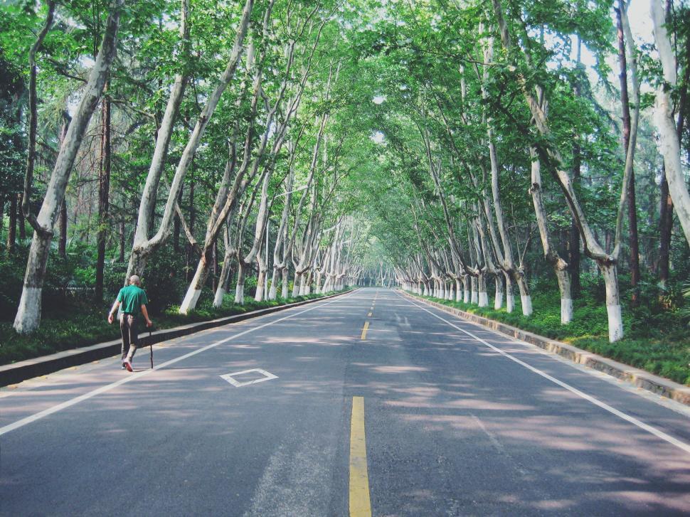Free Image of Person Riding Skateboard Down Tree-Lined Road 