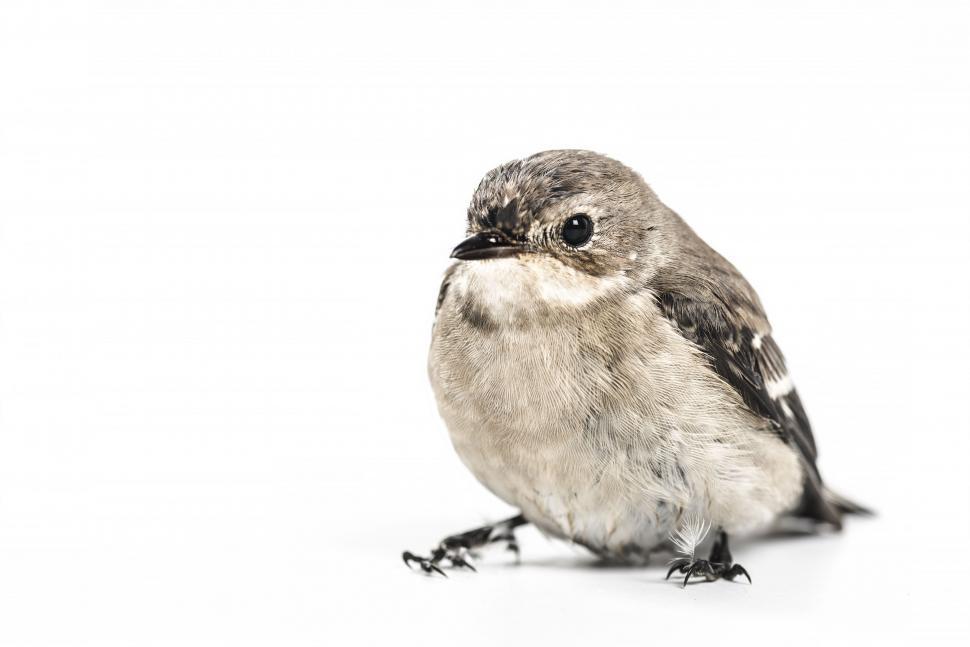 Free Image of Small Bird in Black and White 