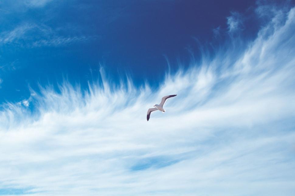 Free Image of Bird Soaring Through Blue Sky With Clouds 