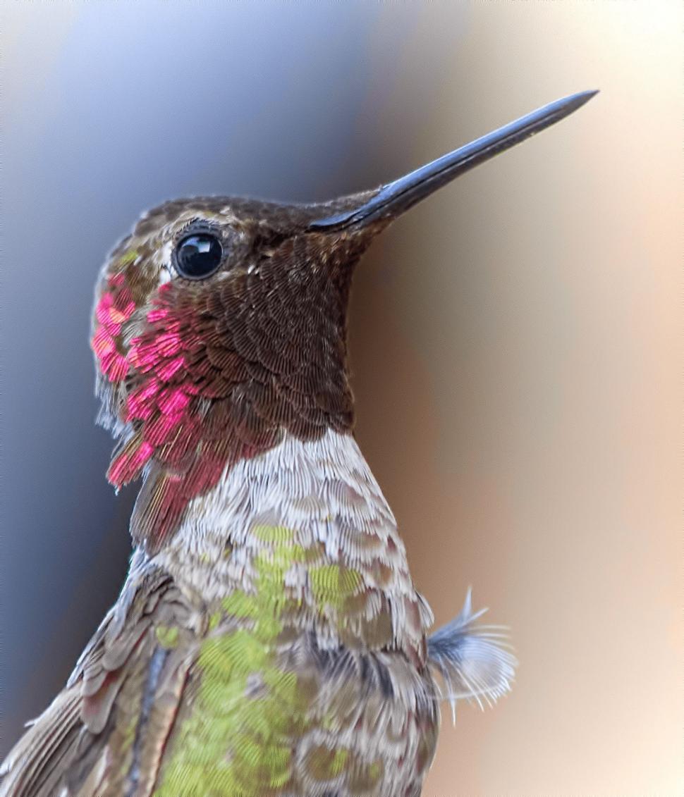 Free Image of A Hummingbird With a Pink and Green Beak 