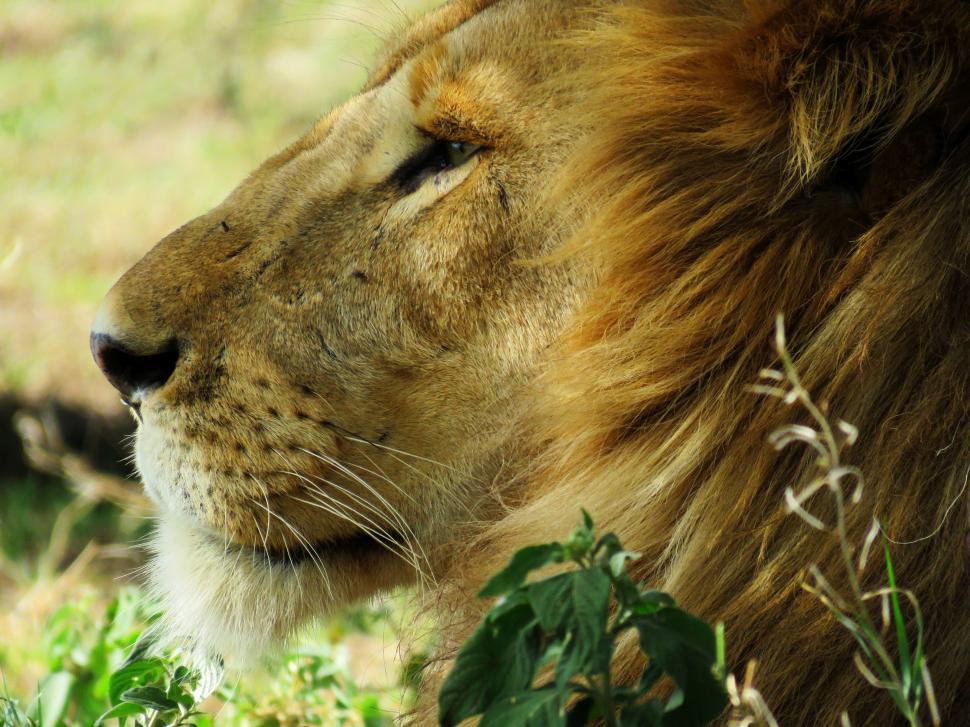 Free Image of Close Up of a Lion Laying in the Grass 