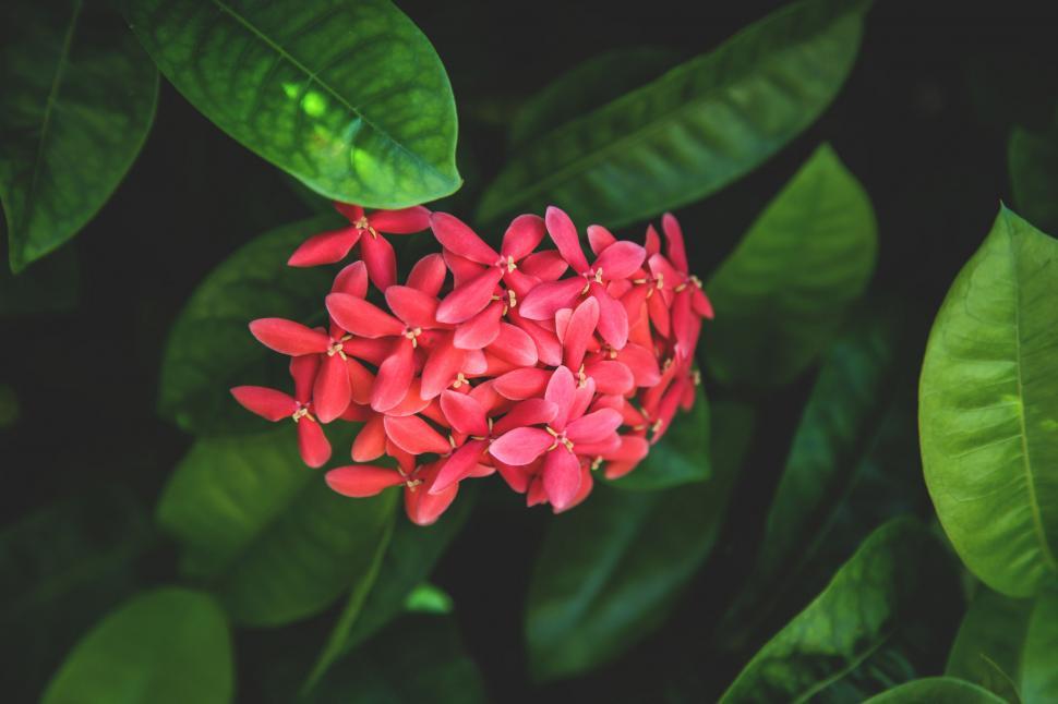 Free Image of Close Up of a Red Flower Surrounded by Green Leaves 