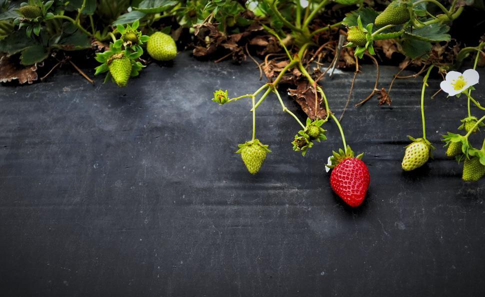Free Image of A Bunch of Strawberries on a Black Surface 