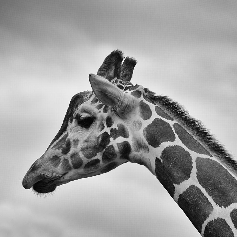 Free Image of Giraffe Standing Tall in Black and White 