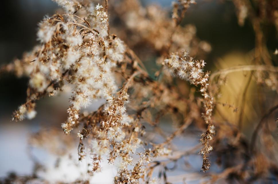 Free Image of Close Up of Plant Covered in Snow 