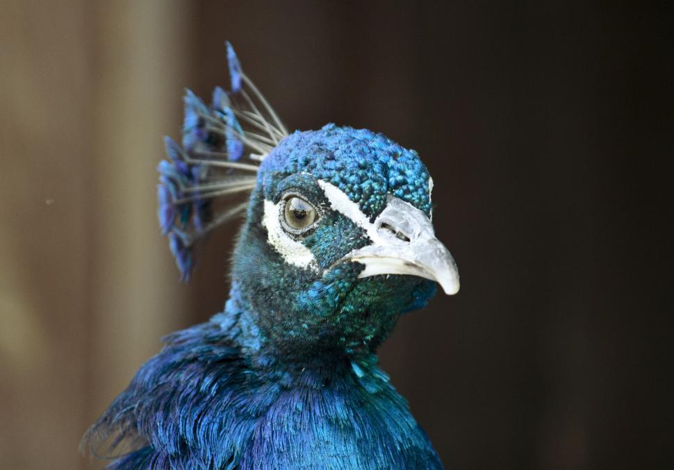Free Image of Close Up of Blue Bird on Black Background 