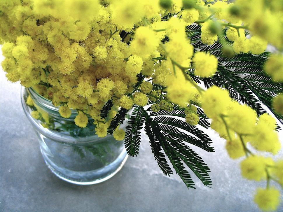 Free Image of Yellow Flowers in Vase on Table 